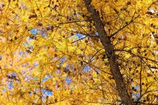 25 JAPANESE LARCH TREE Conifer