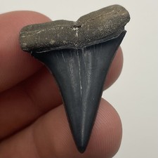 REAL SHARK TOOTH FOSSIL MAKO