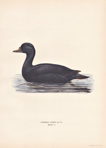 Canard deuil duck - de, oiseau