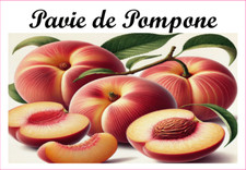 Pavie de Pompone 12 sticker