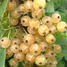 Groseille blanche Blanka 2L -