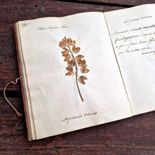 Herbier manuscrit « Herbier portatif » – 1837