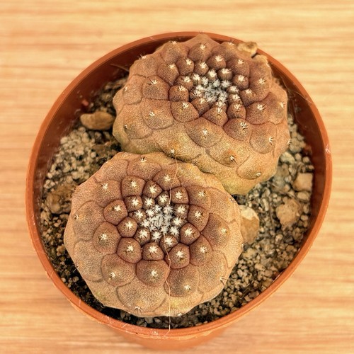 Copiapoa hypogée pot 5 cm - copiapoa,