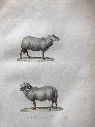 Lithographie buffon 1837 - ,