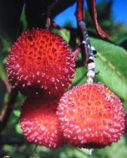 ♫ ARBOUSIER ou FRAISE en