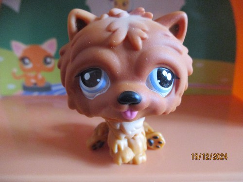 Petshop chien chow - petshop,
