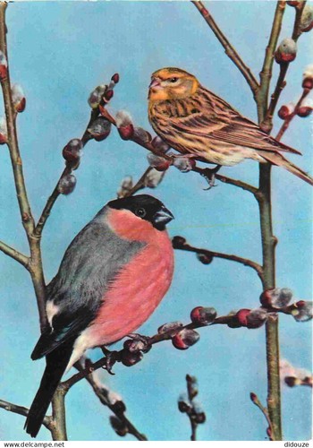 Carte postale animaux - -,