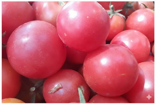 Graines tomates semences - 30,