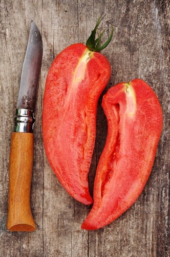 Tomate cornue des andes - cornue, ondine
