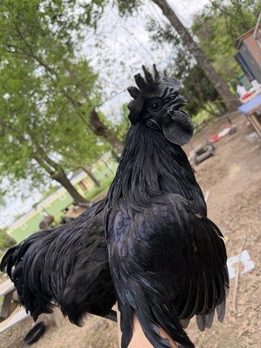 Ayam cemani hatching - ayam,