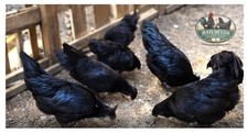 Ayam Cemani Hatching Eggs
