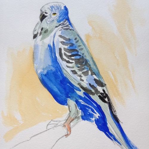Oiseau pérruche bleu peinture - pérruche,