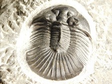 Big! 440 Million Year Old Paralejurus Trilobite Fossil From Morocco 353gr