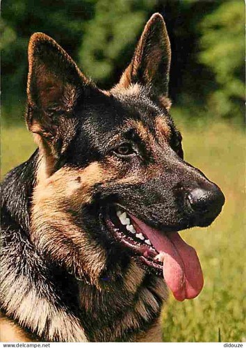 Postcard animals dogs - postcard,