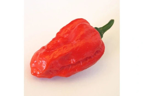 Graines piment rouge - graines,