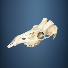 550KU Crane de cerf, bois de