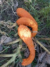 15 Graines Courge Popcorn