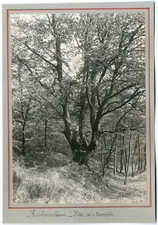 France, Fontainebleau, beech, Val de Troubetzkoï vintage silver print shooting