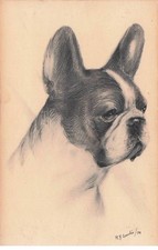 CHIEN TERRIER illustrateur R.F