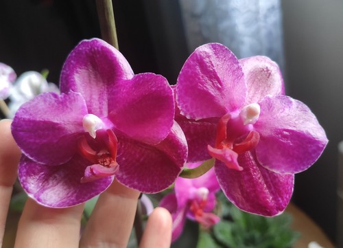 Phalaenopsis sogo relex 1661 - phalaenopsis,