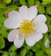 Rosa SANS CONTRAINTES® ROSE