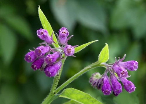 Bocking comfrey root - 14,