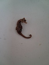 HIPPOCAMPE FOSSILISÉ 