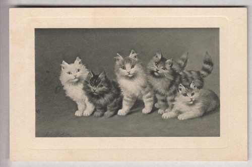 Cpa animal fantaisie chat - ,