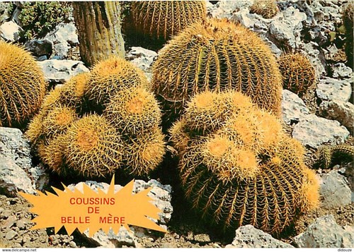 Carte postale fleurs - carte,