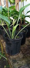 Amazon Lilly Plant in 1 gallon pot