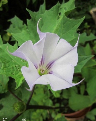 Datura lavender à - datura, 'lavender'