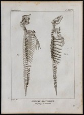1825 - Squelette de dugong et lamantin - Gravure ancienne - Anatomie