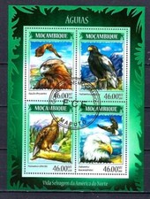 Animaux Oiseaux Rapaces