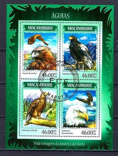 Animaux oiseaux rapaces - oiseaux,
