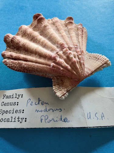 Pecten nodosus avec - , sa