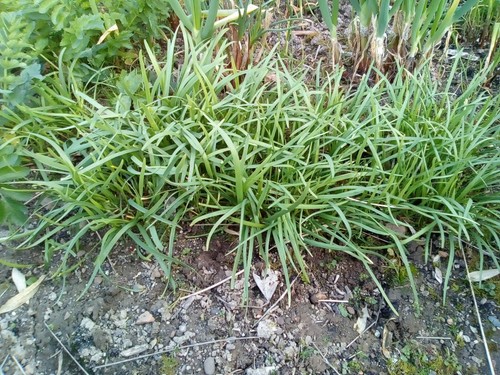120 graines ciboulail - graines,