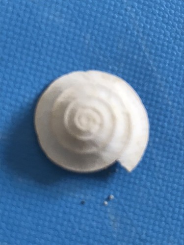 Solarium patulum fossile shell - solarium,