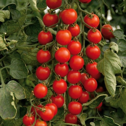 Lot graines de tomates - 10,