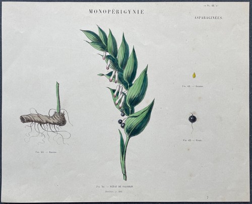Herbier sceau salomon - herbier,