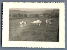 Belgium, Heer-Agimont, Les vaches Vintage silver print.  Silver Print 