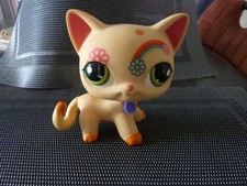 petshop  chat européen  geant