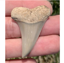 Carcharodon hastalis Extinct