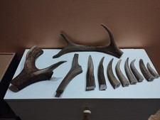 11 BOIS DE CERFS TEINTS POUR