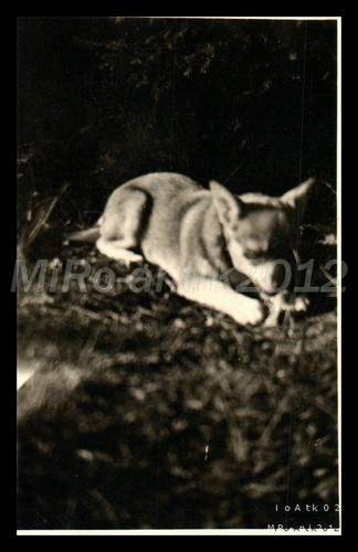 Photo ww2 nachl - photo,, nachl.sdt