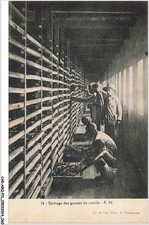 CAR-ABQP11-0792-MADAGASCAR - Drying vanilla pods