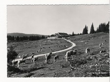 CPSM Chalet du Pré de DENENS - SWITZERLAND