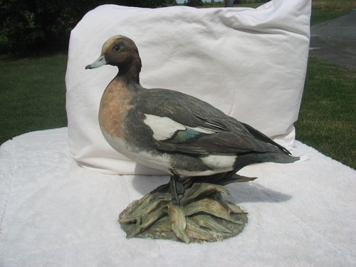 Large bepi tay - mallard, duck