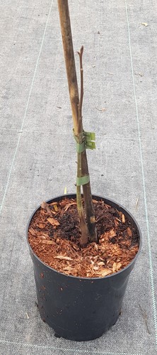 Carya ovata noyer blanc - ovata, /