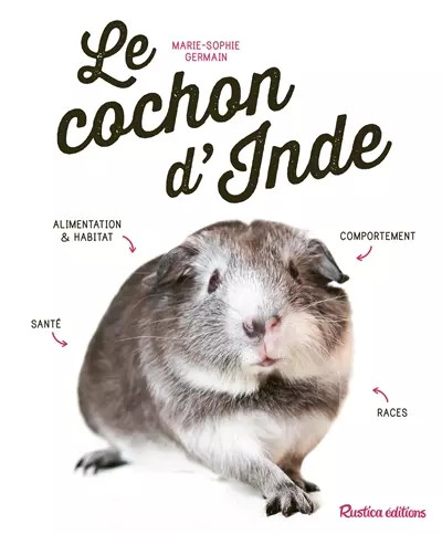 Cochon inde marie sophie - cochon, d'inde,