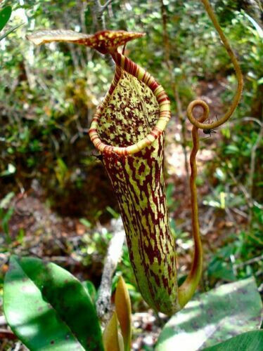 Nepenthes stenophylla plante - stenophylla,